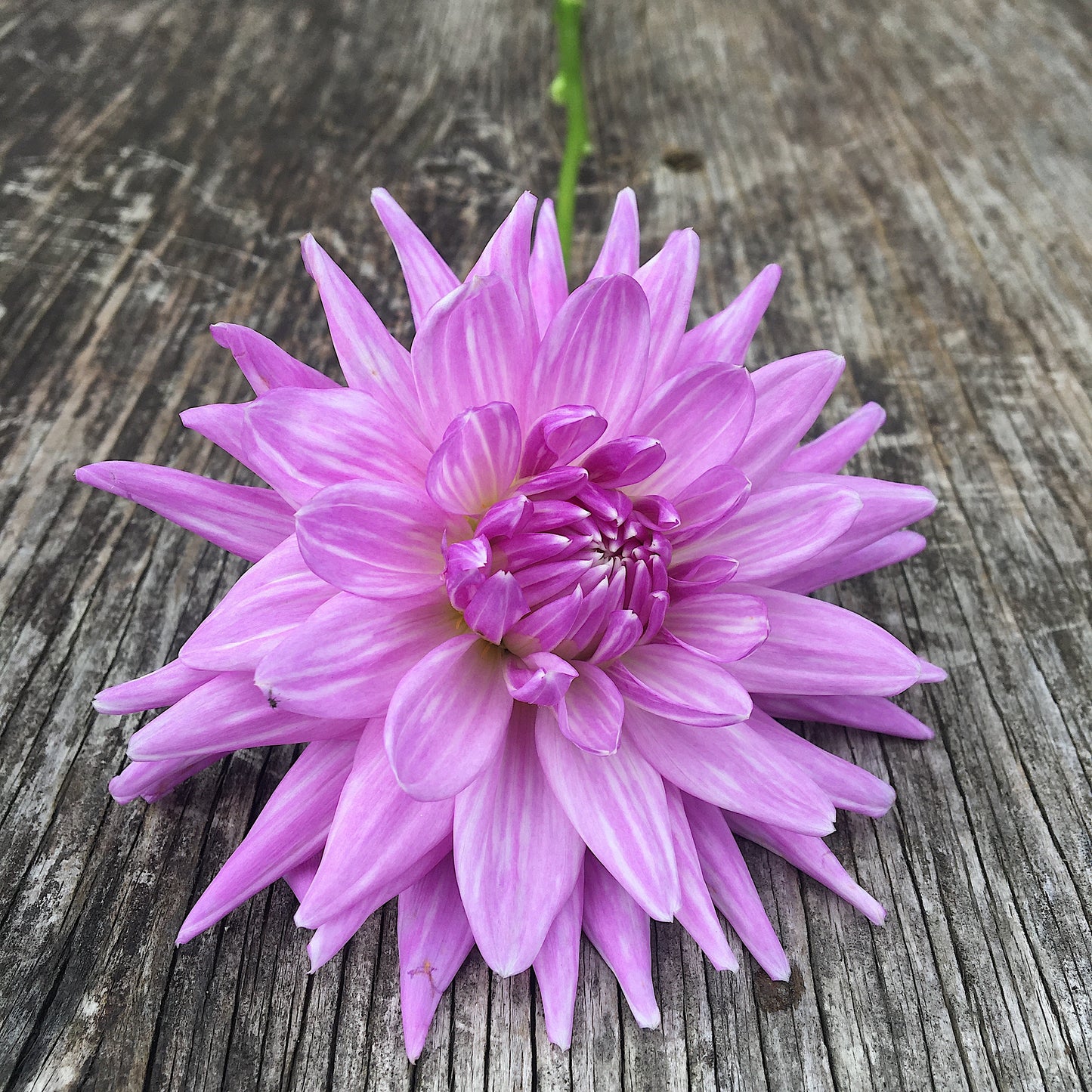Dahlia Worton Blue Streak