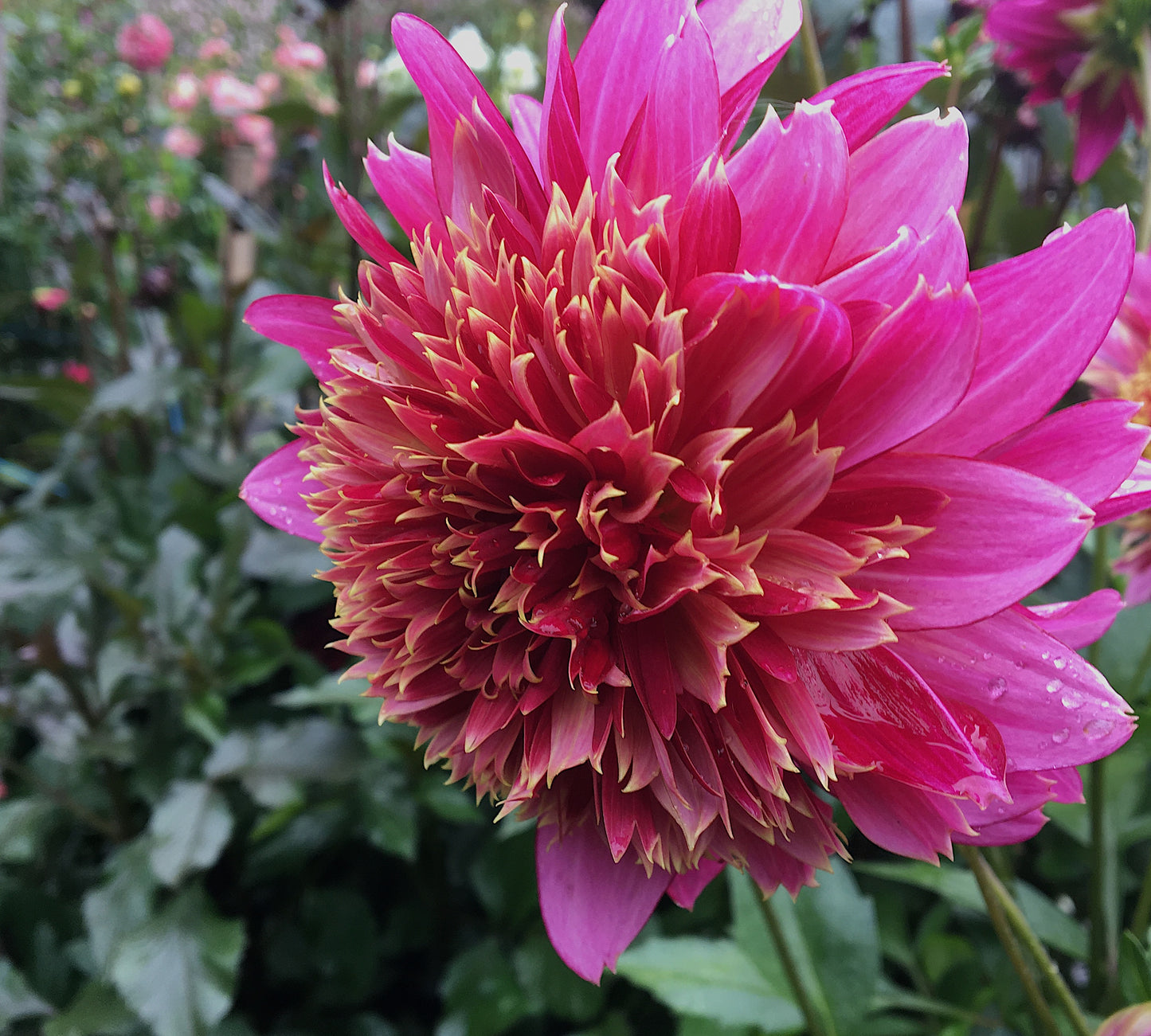 Dahlia Mambo