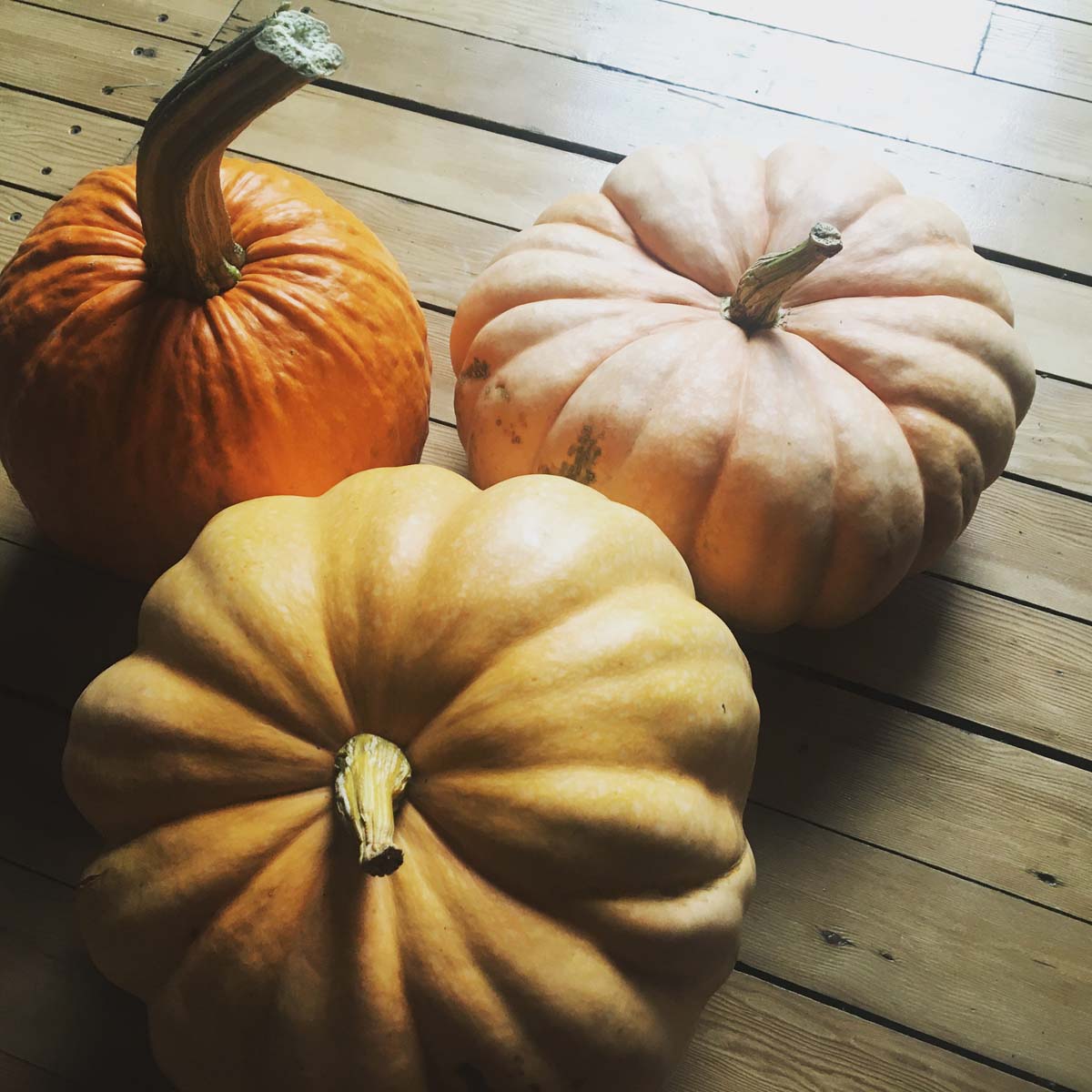 Pumpkin Seedlings