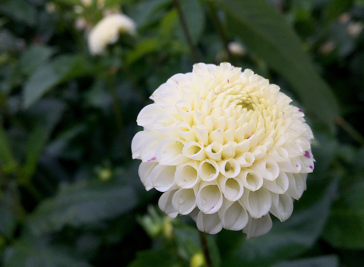 Dahlia Petit Monde