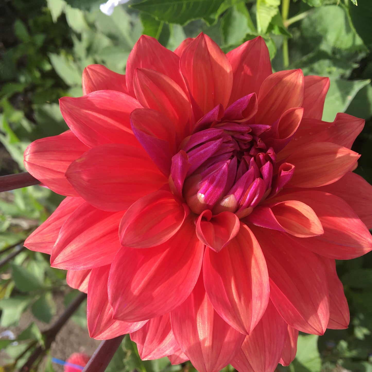 Dahlia Aube américaine