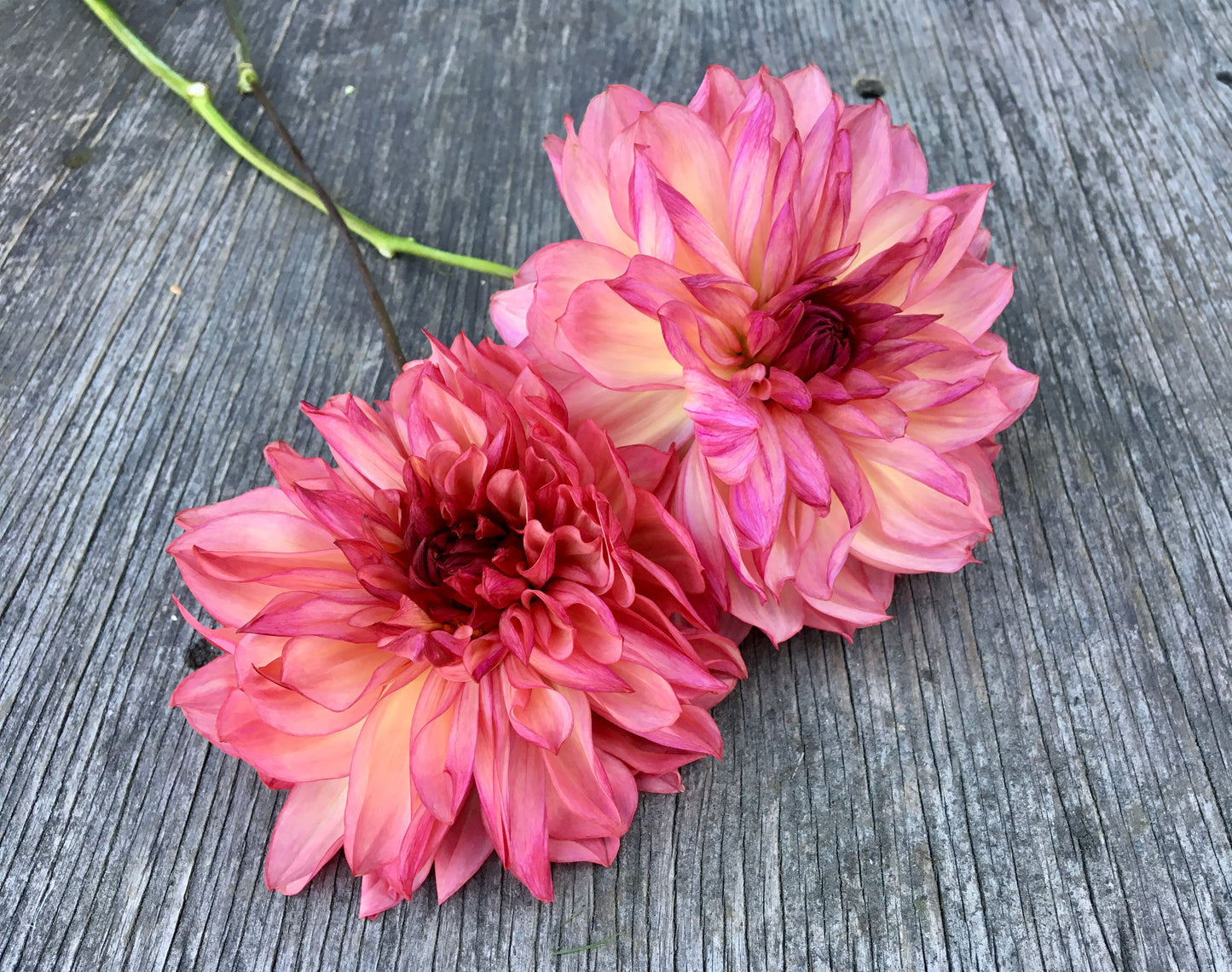 Dahlia Bacardi