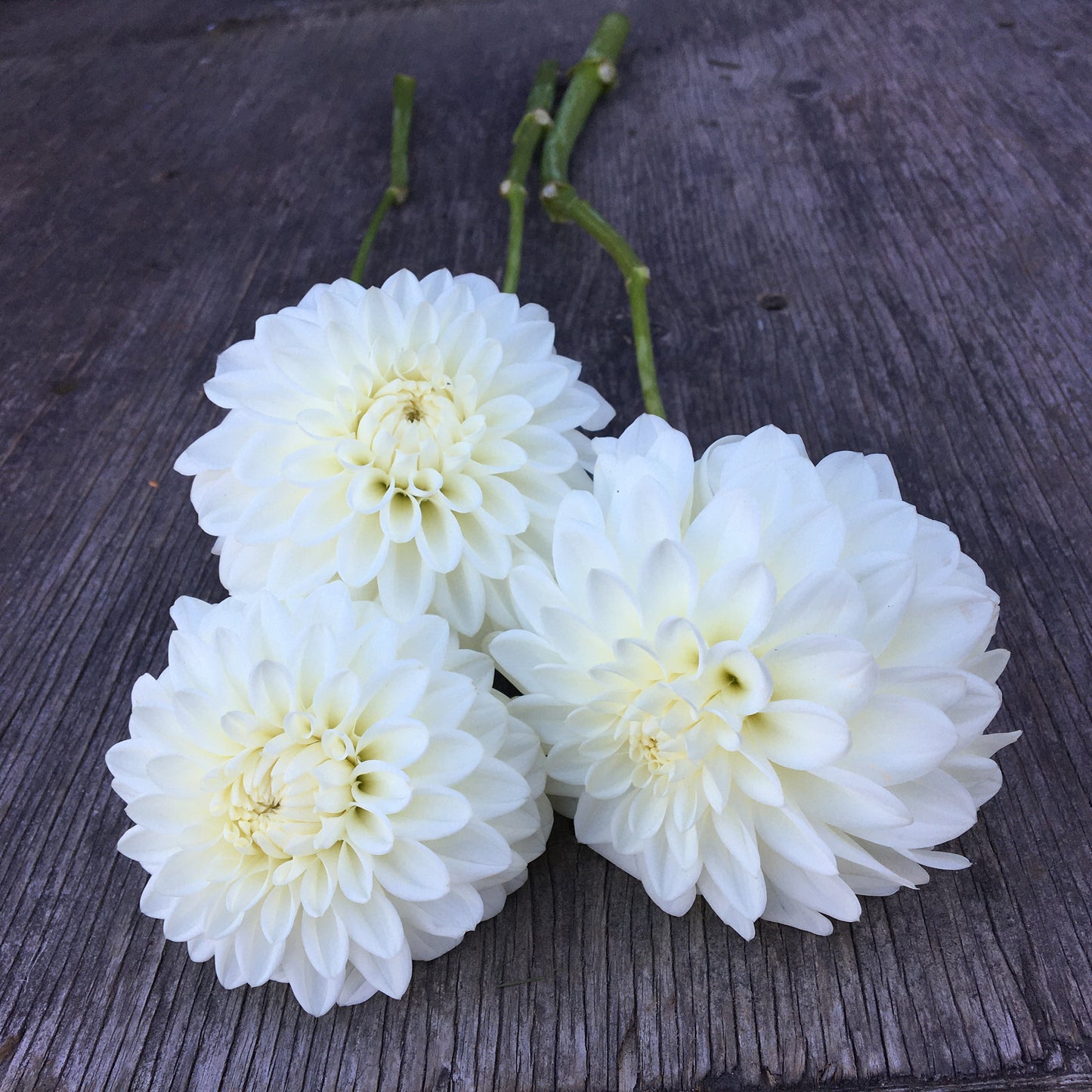 Dahlia Blizzard