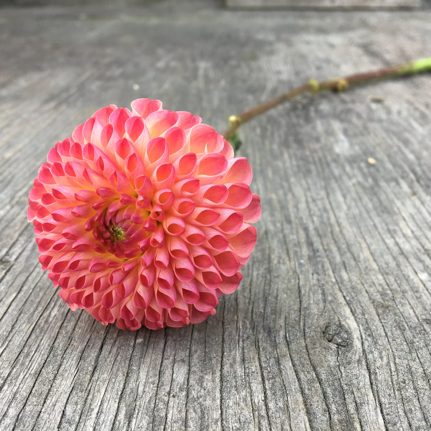 Dahlia Burlesca