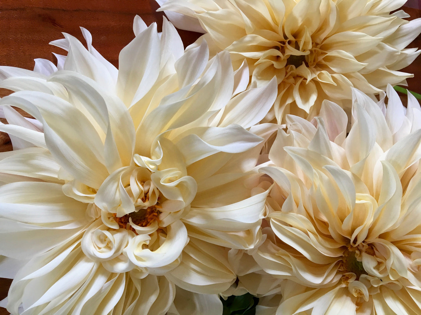 Dahlia Cafe au Lait