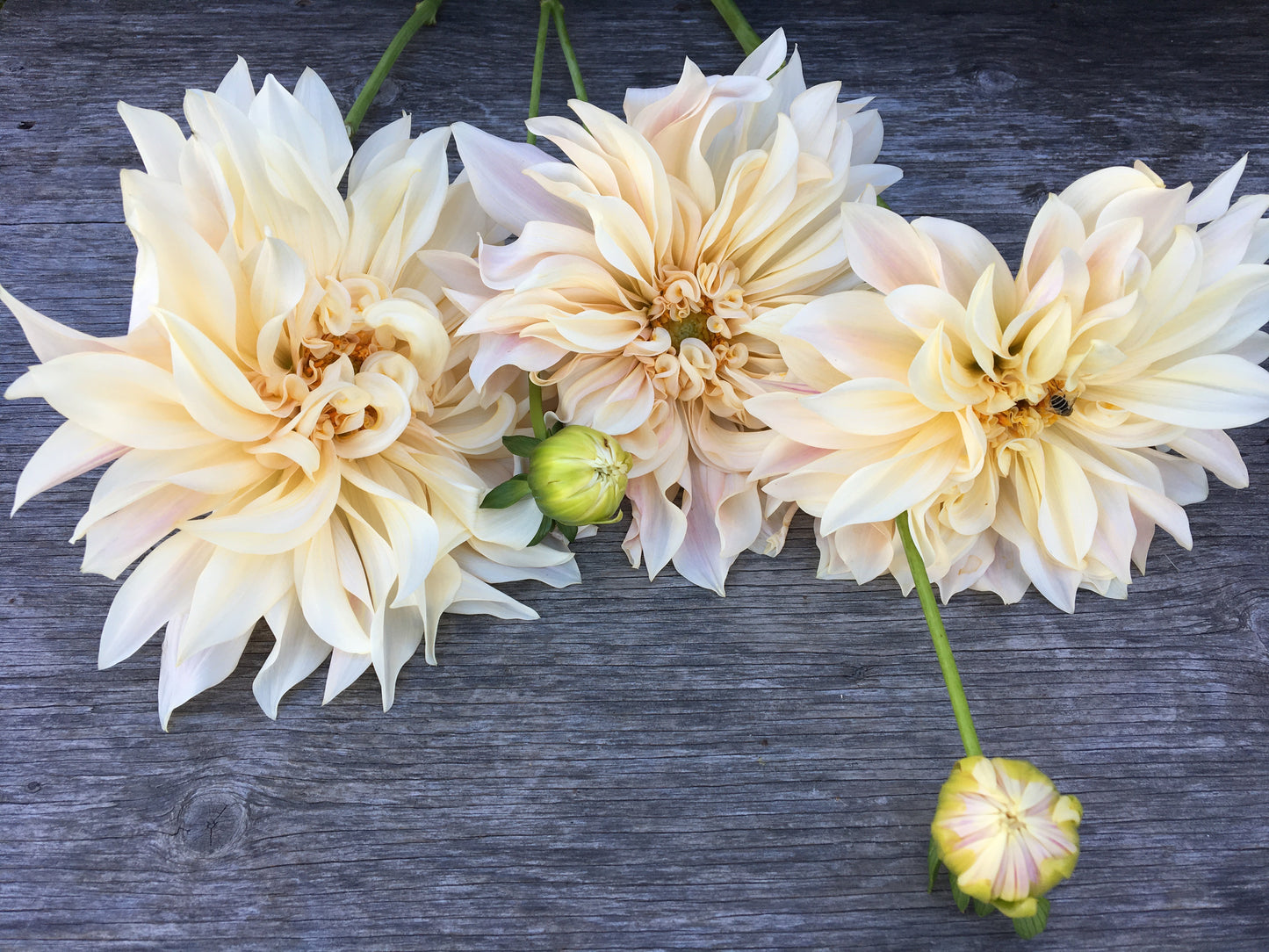 Dahlia Cafe au Lait