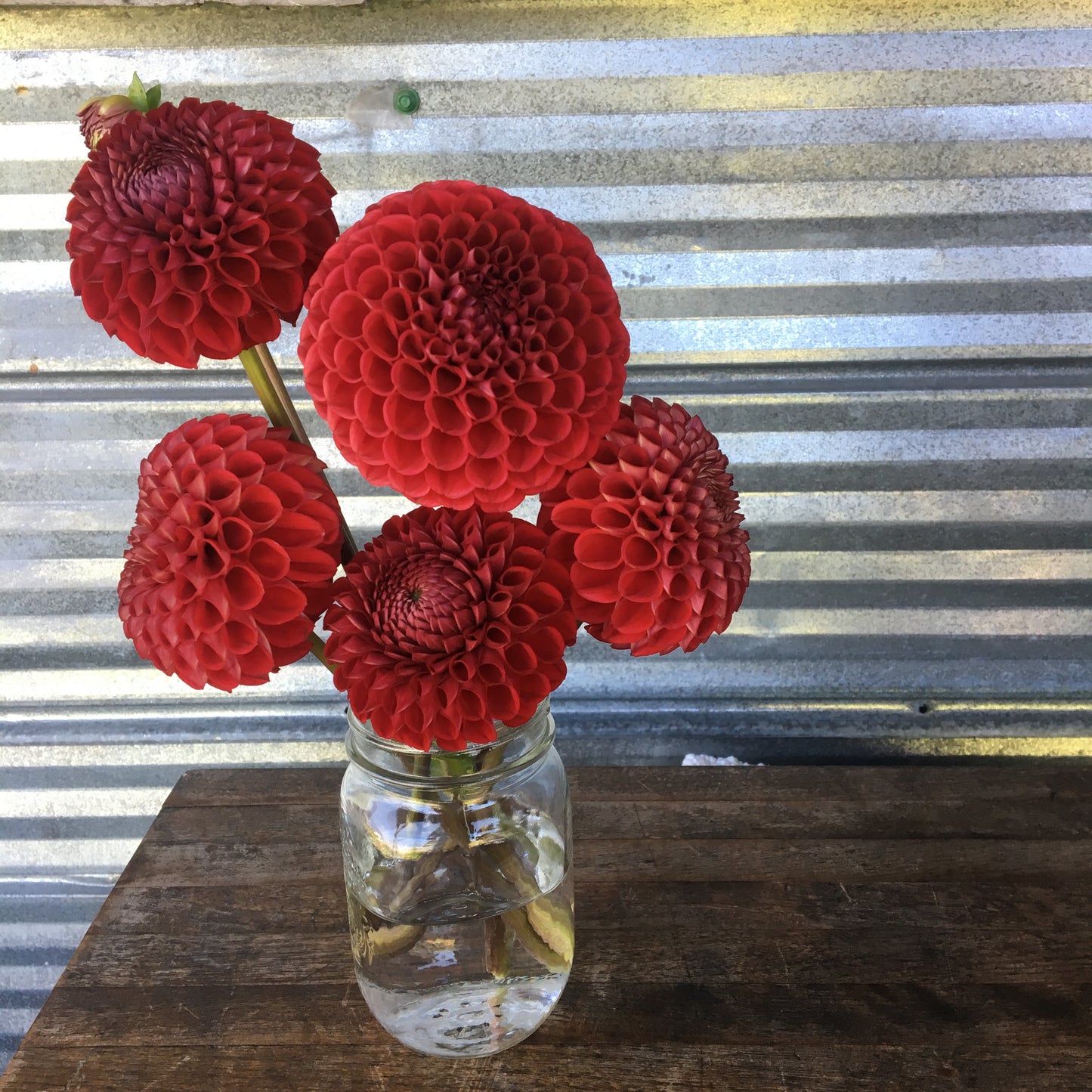 Dahlia Cornell
