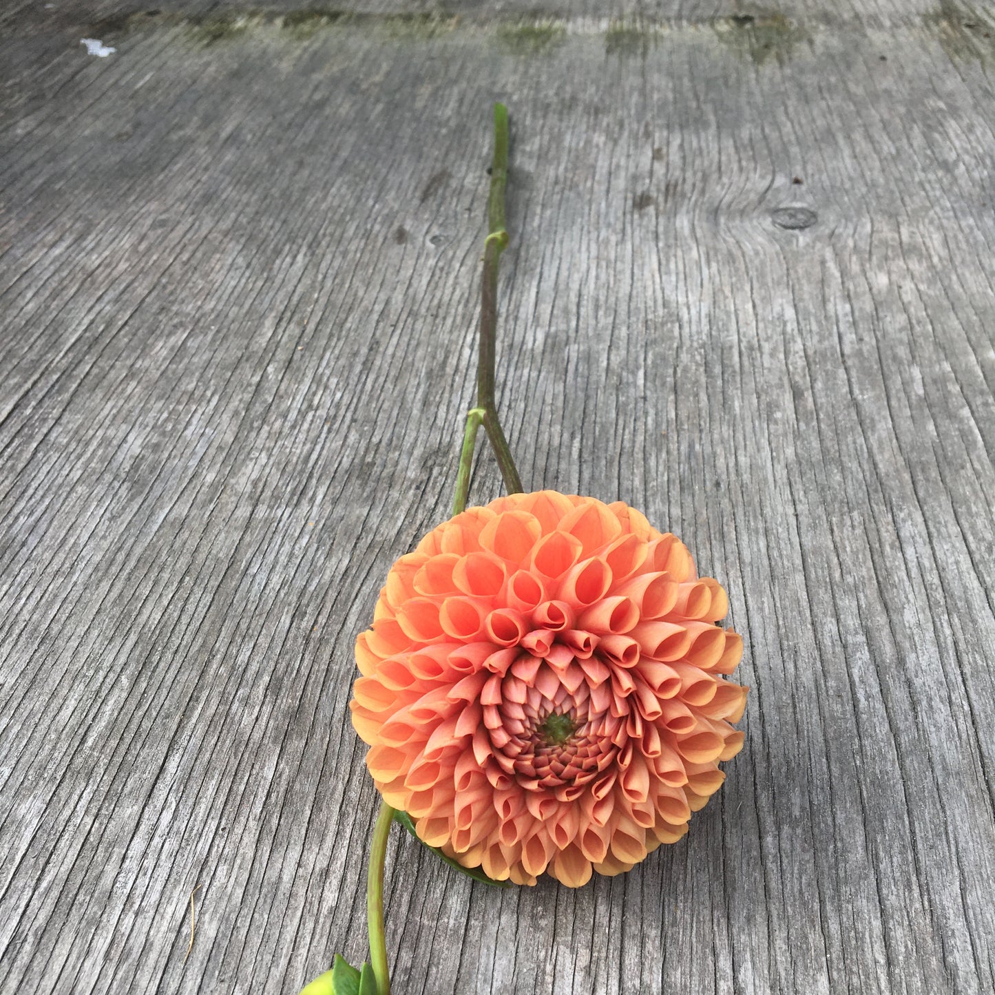 Dahlia Cornell Brons