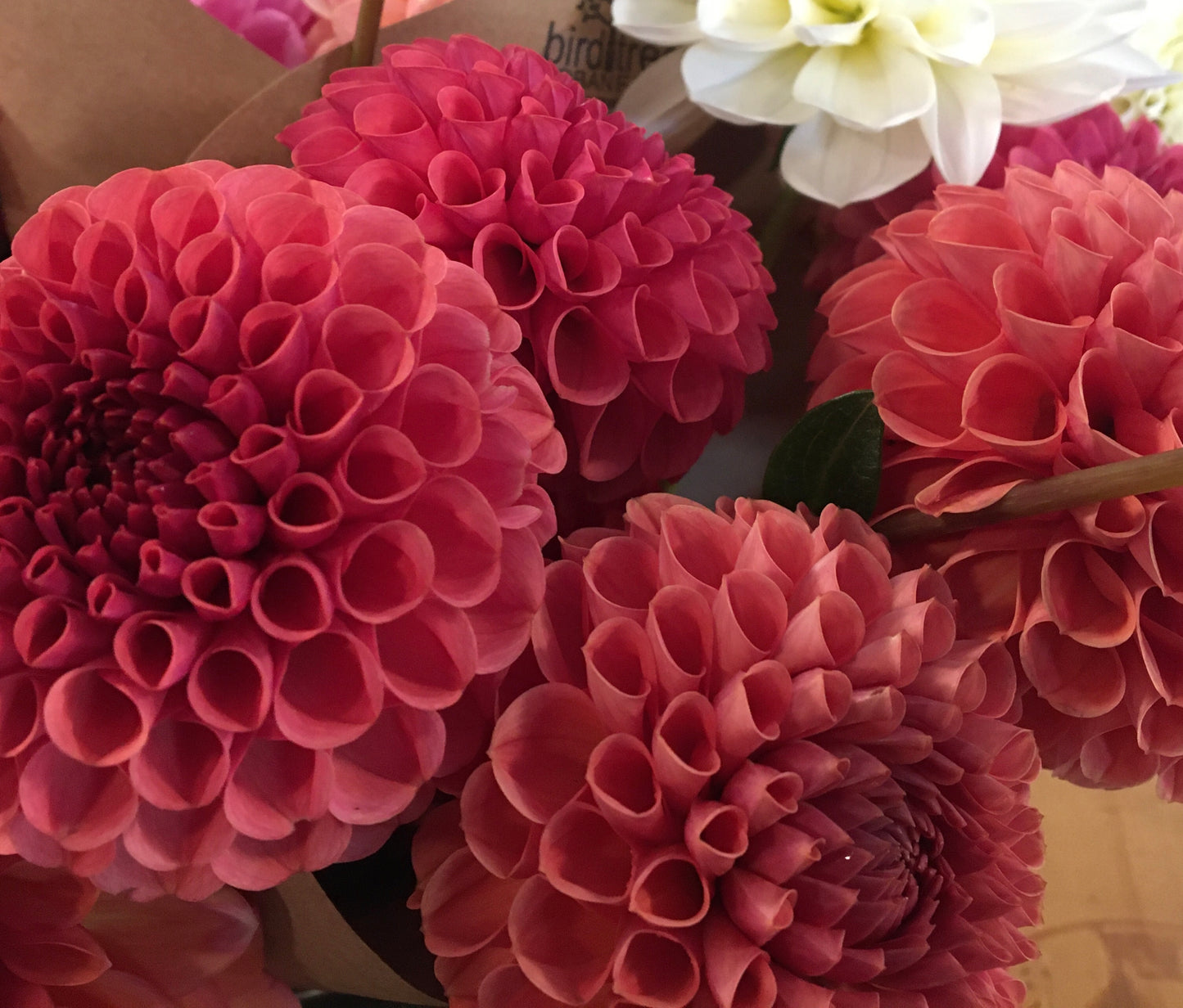 Dahlia Ferncliff Rusty