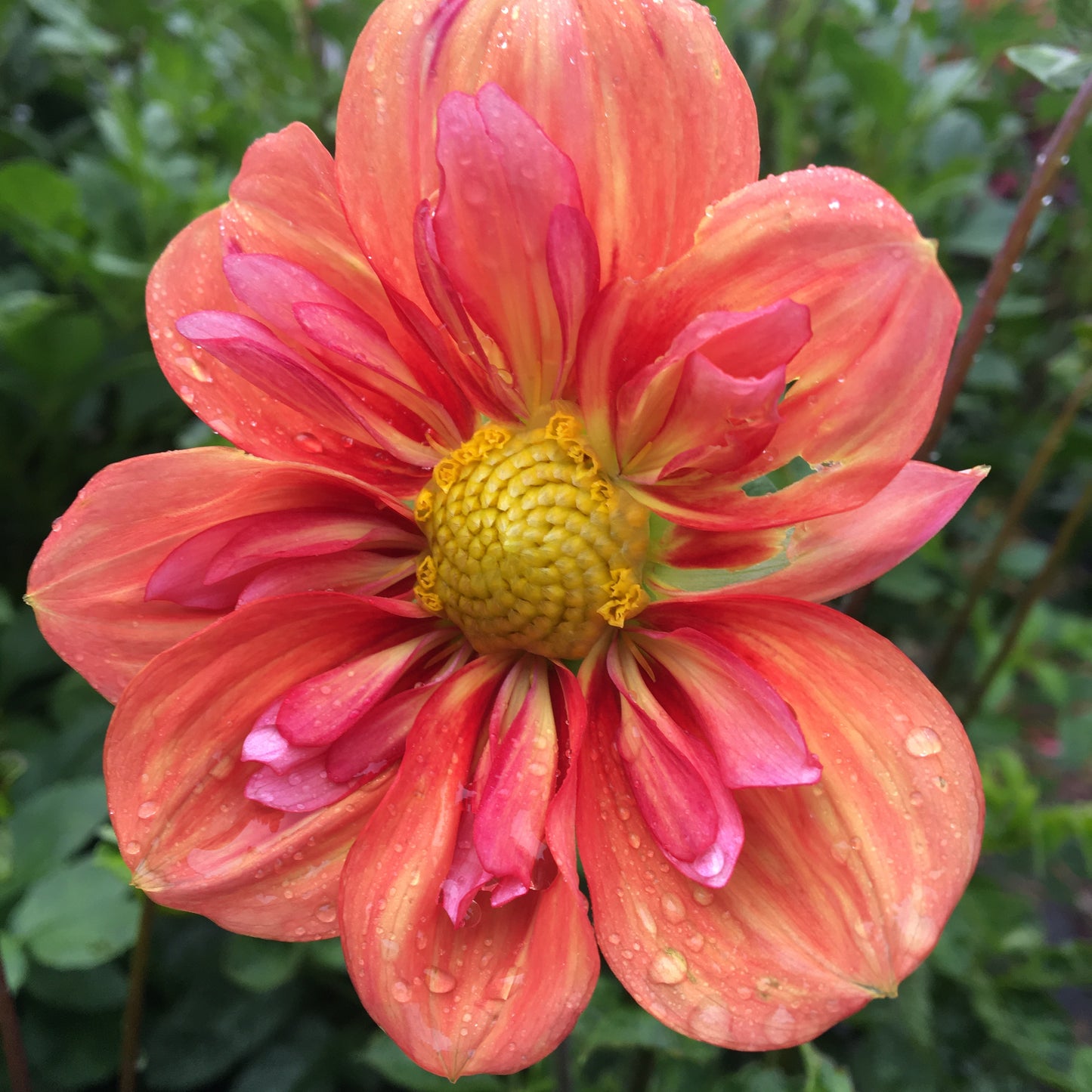 Dahlia rigole