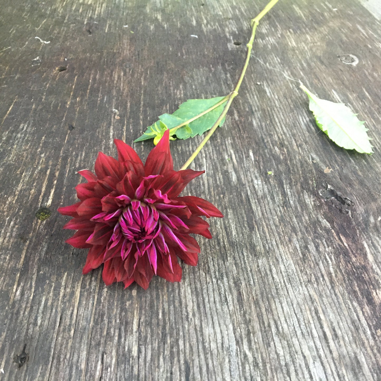 Dahlia Hollyhill Black Beauty