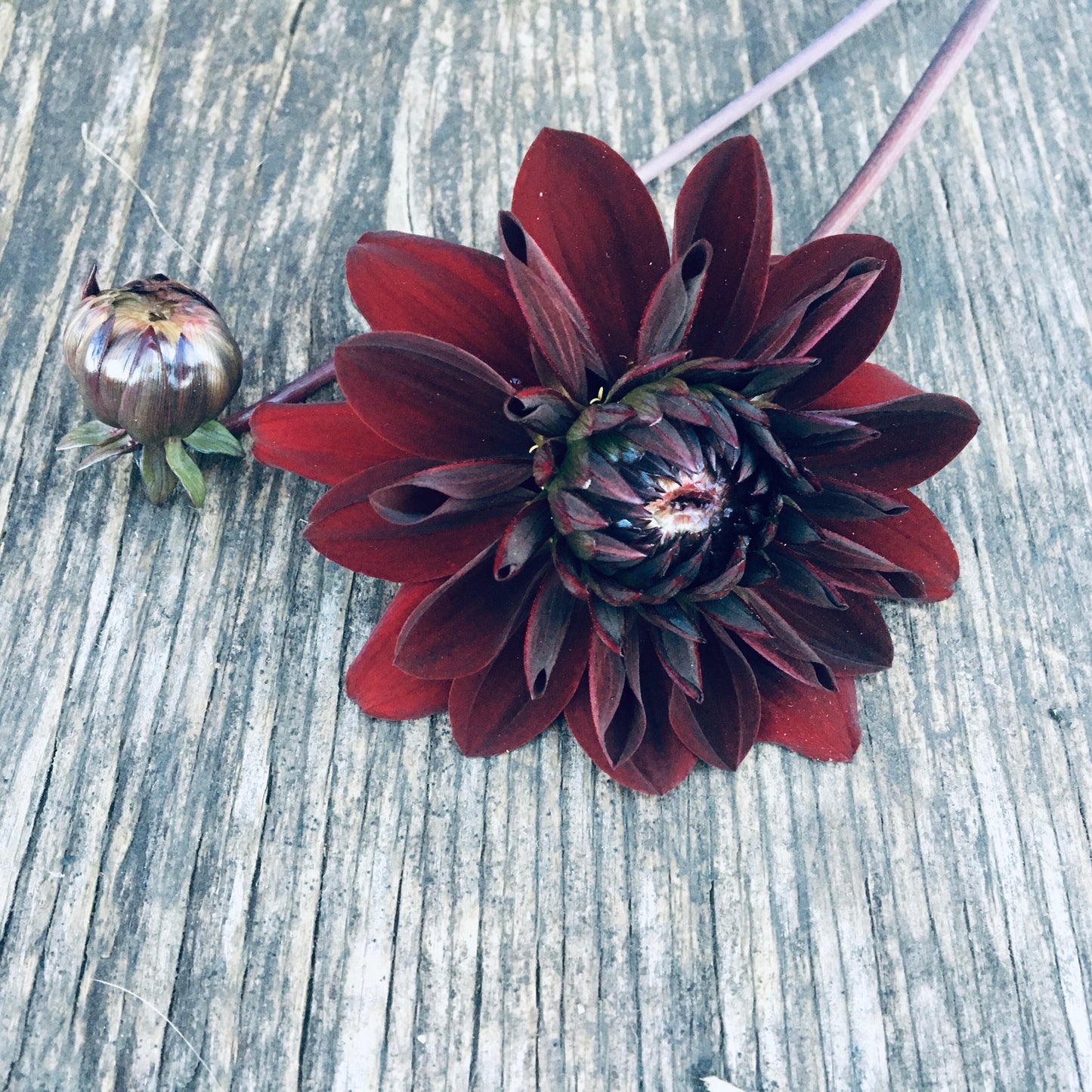 Dahlia Karma Choc