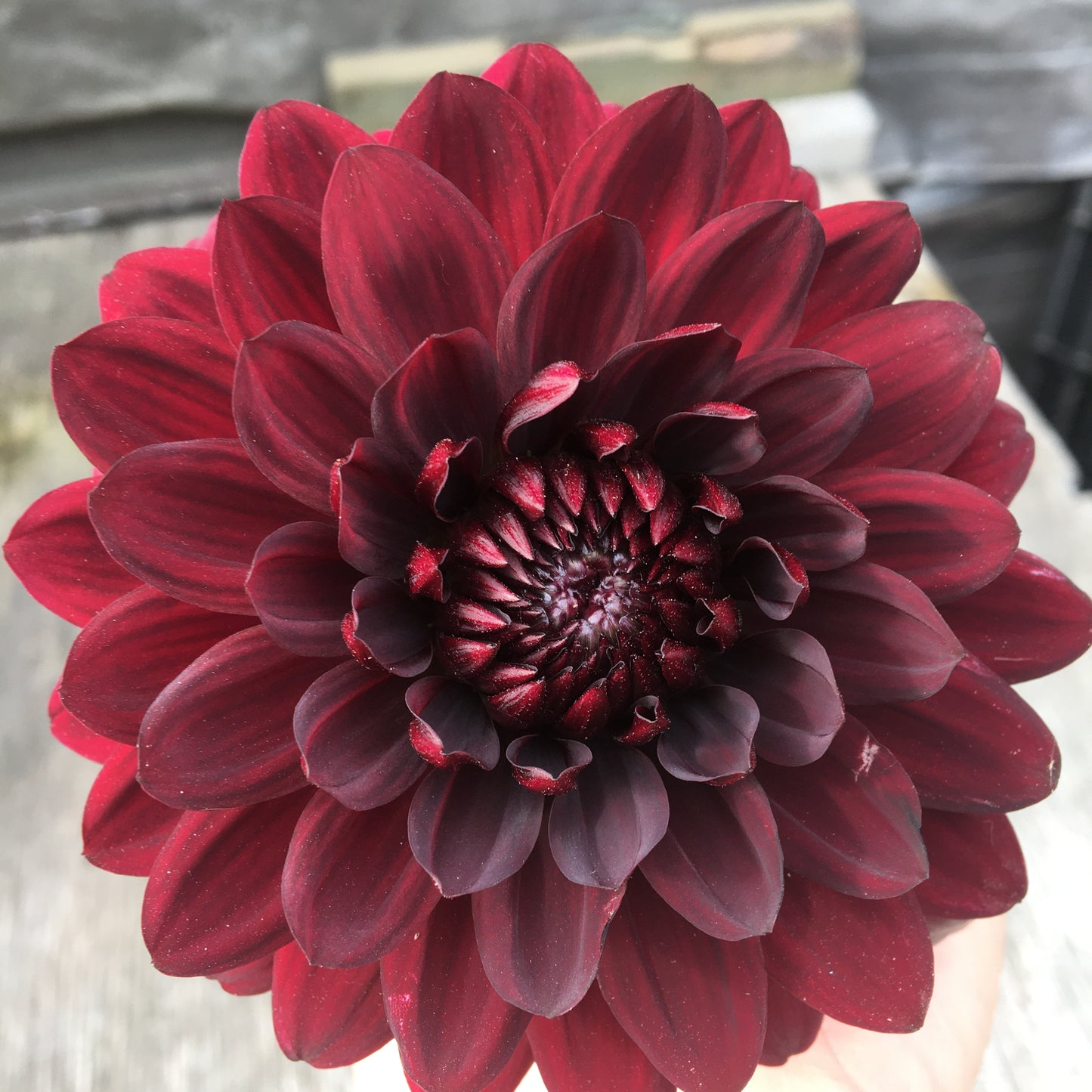 Dahlia Karma Choc