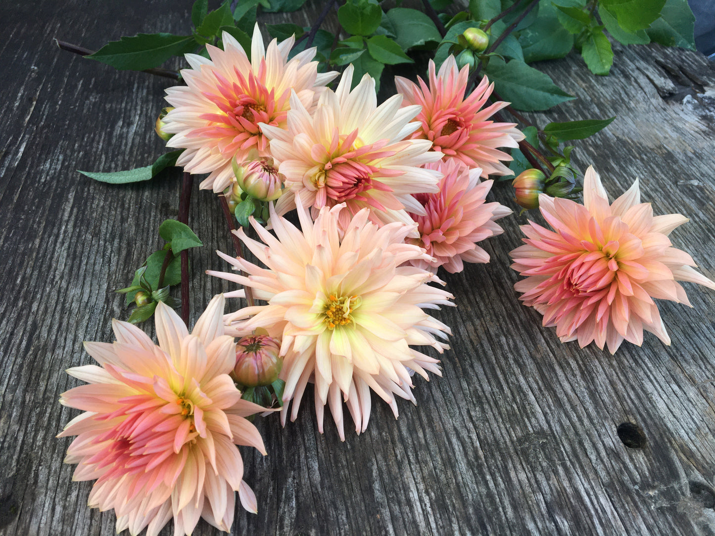 Dahlia Preference