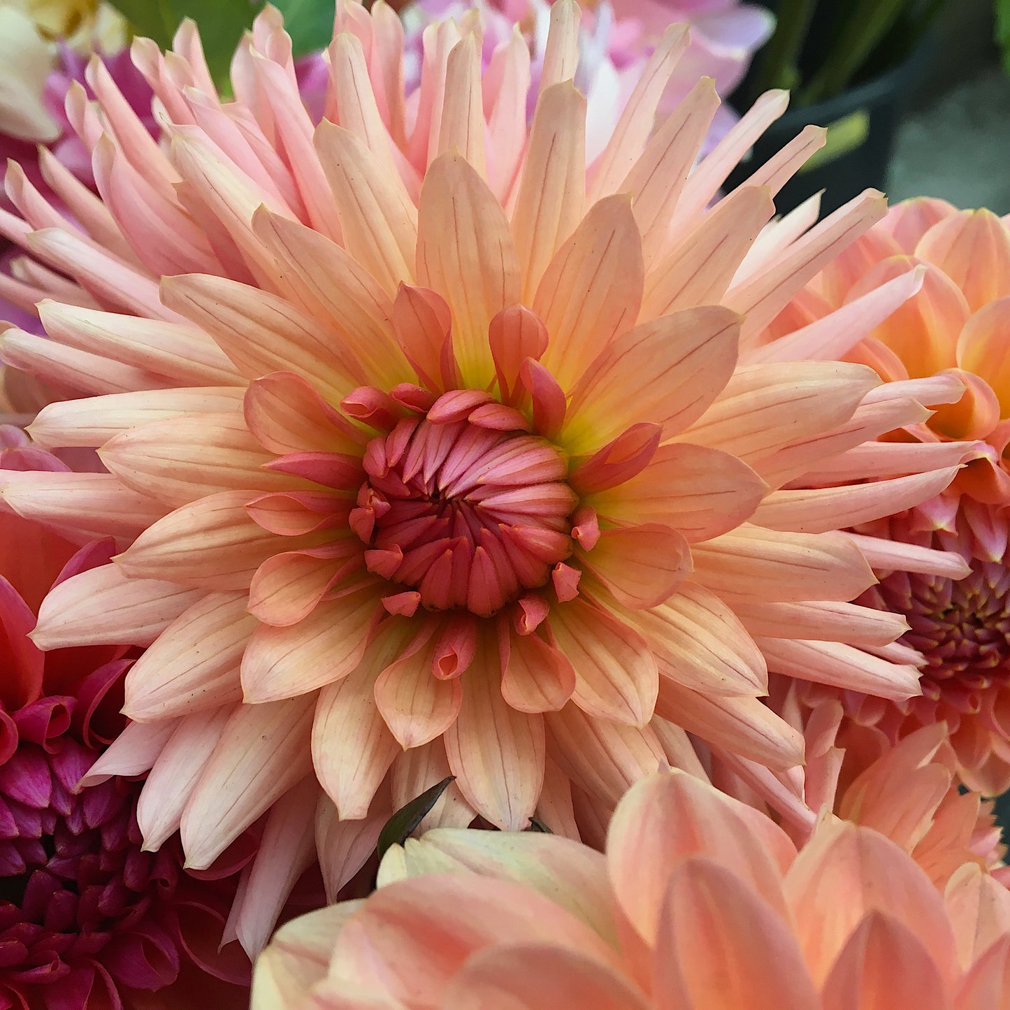 Dahlia Preference