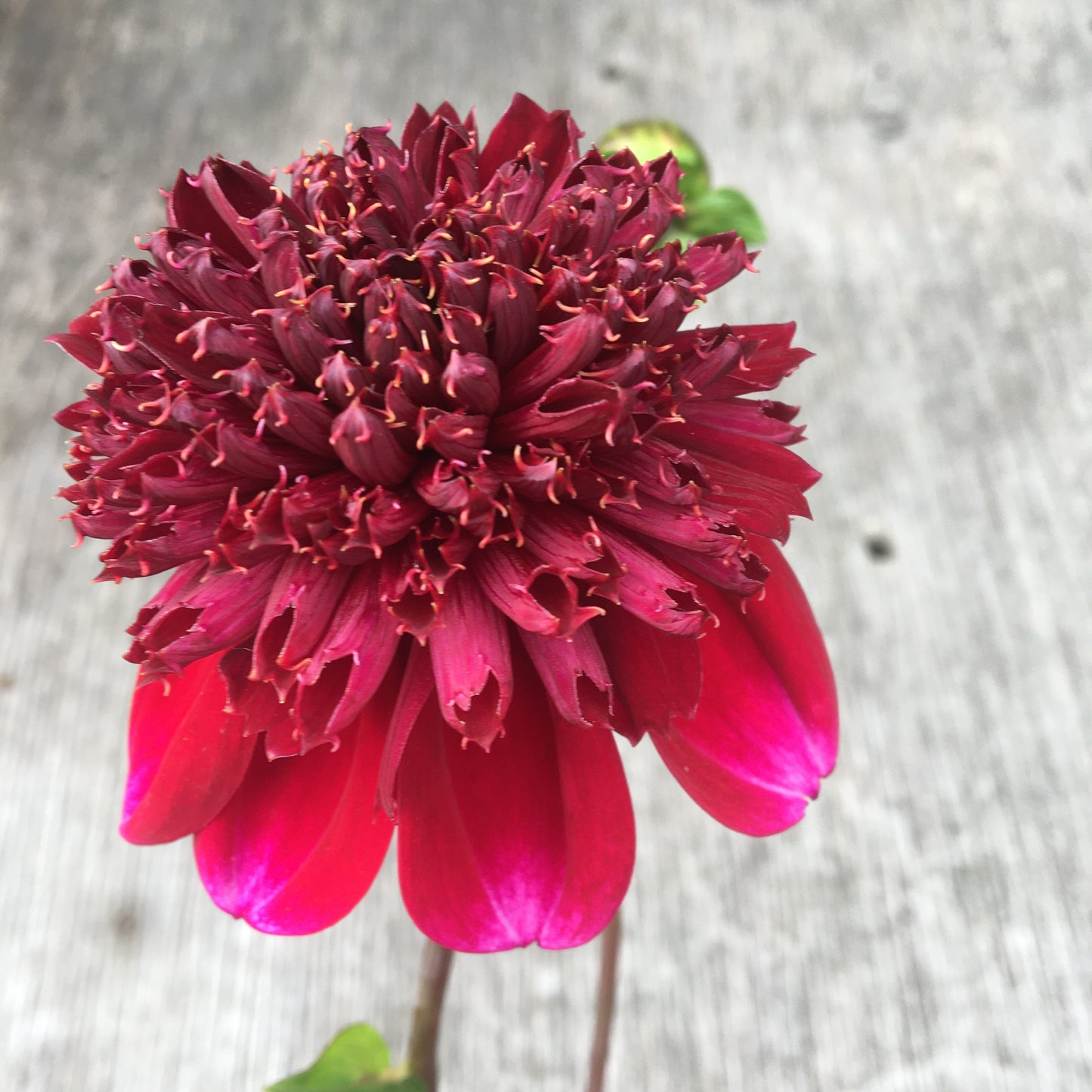 Dahlia Rockstar