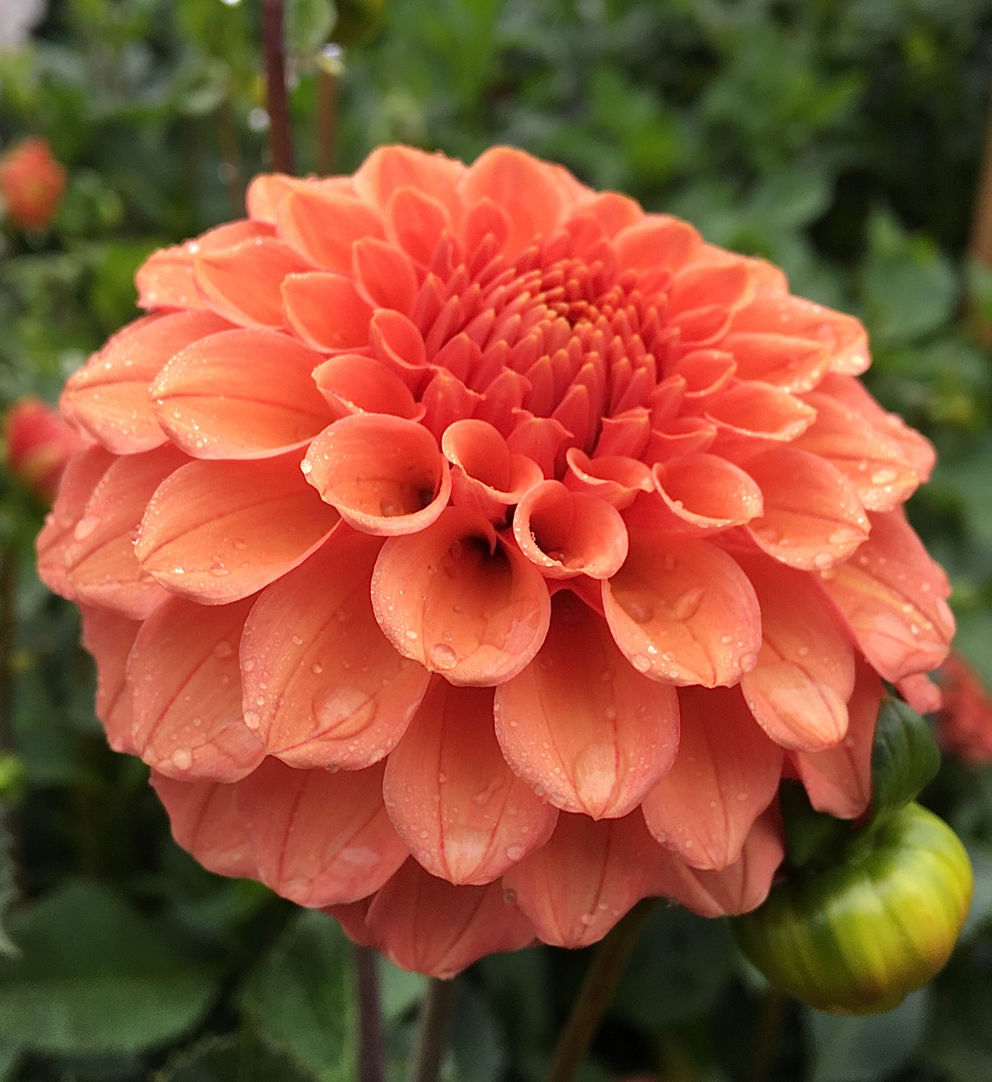 Dahlia Rose Toscano