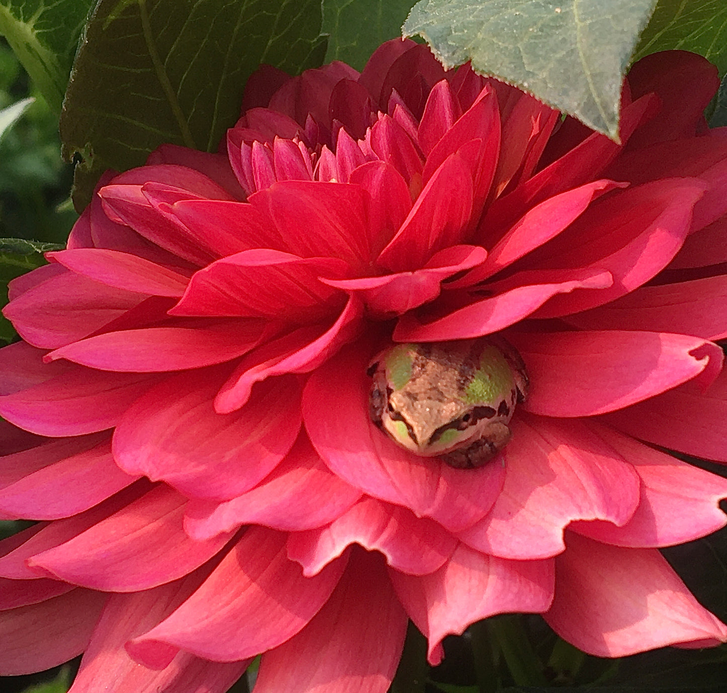 Dahlia Salmon Runner