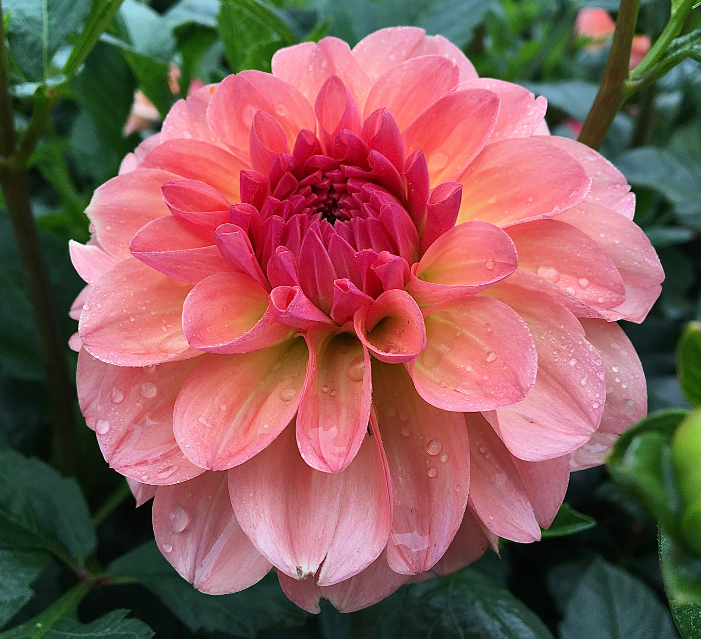 Dahlia Sebastian