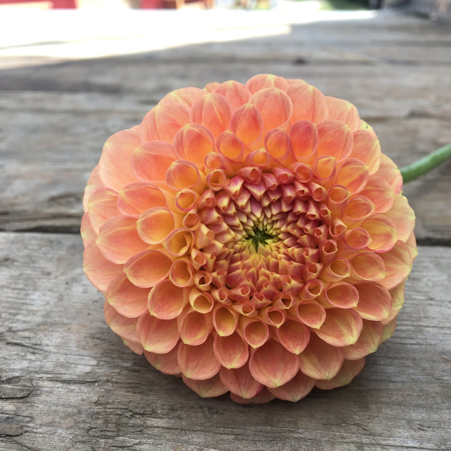 Dahlia Snoho Doris