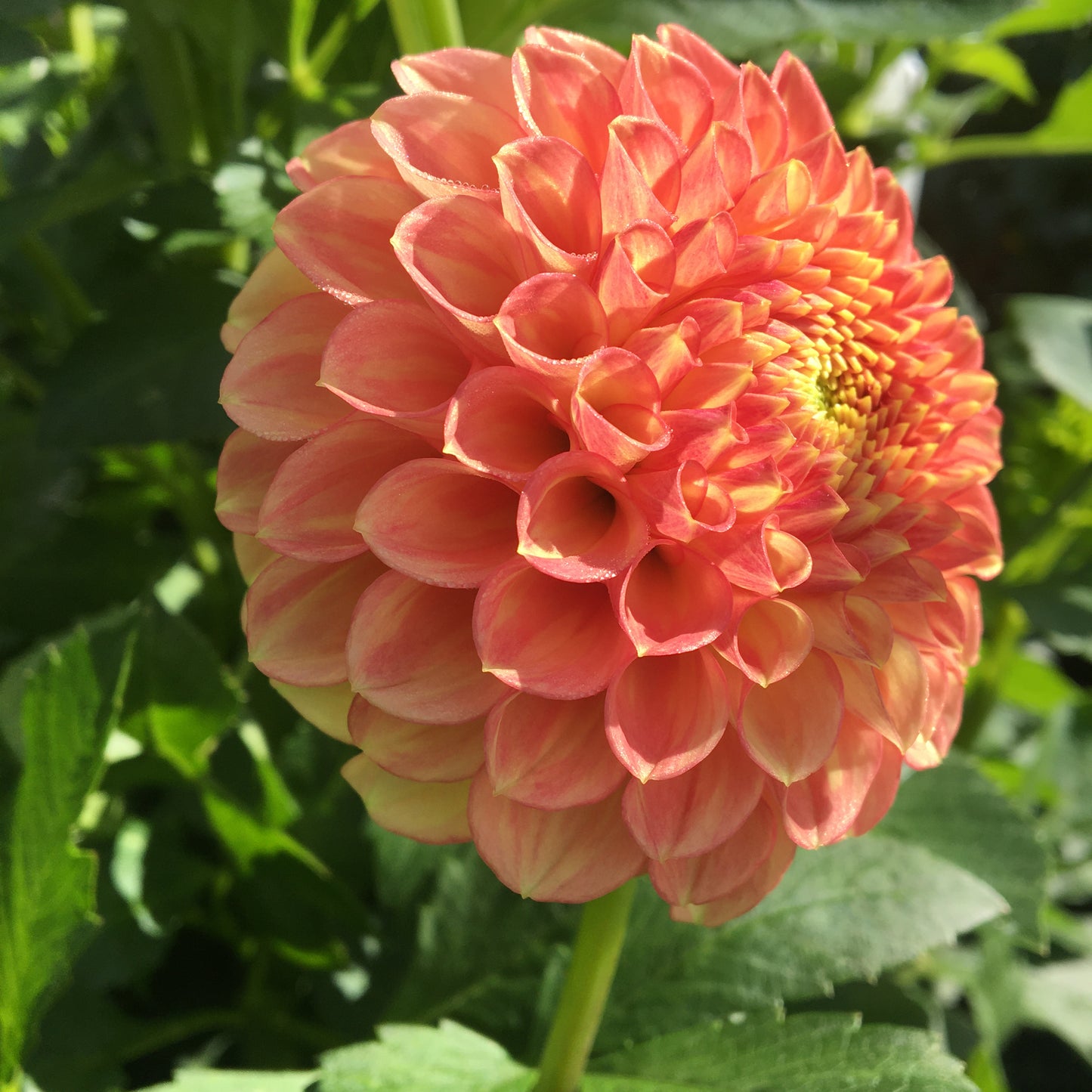 Dahlia Snoho Doris