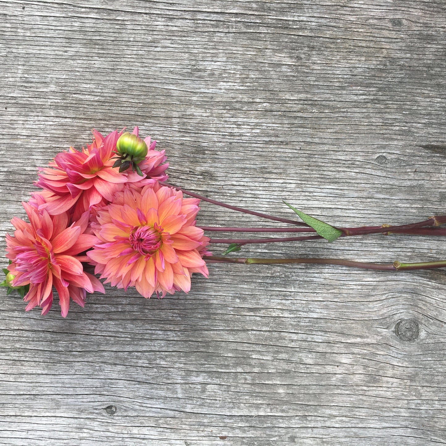 Dahlia Sonic Bloom