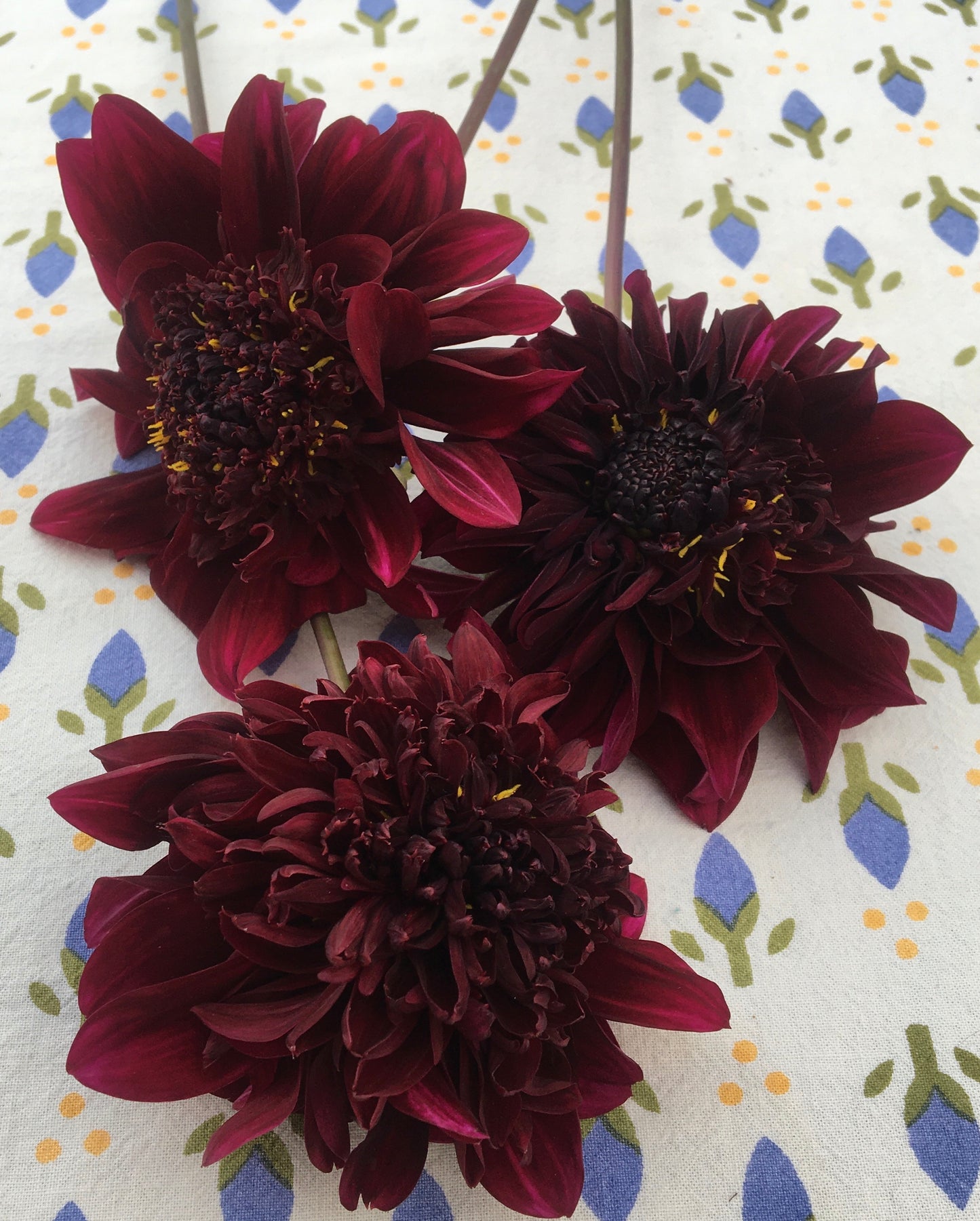Dahlia Soulman