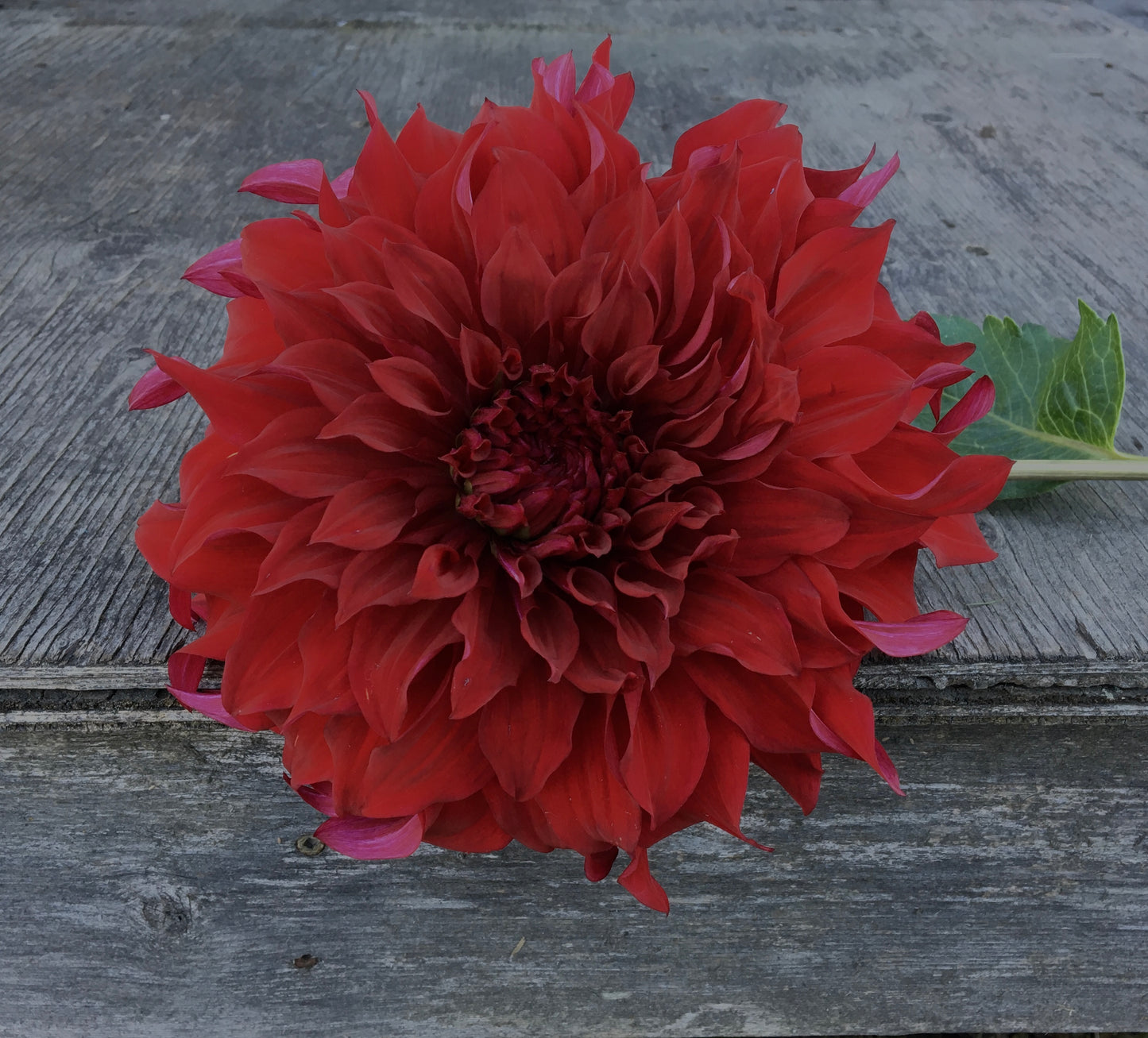 Dahlia Spartacus