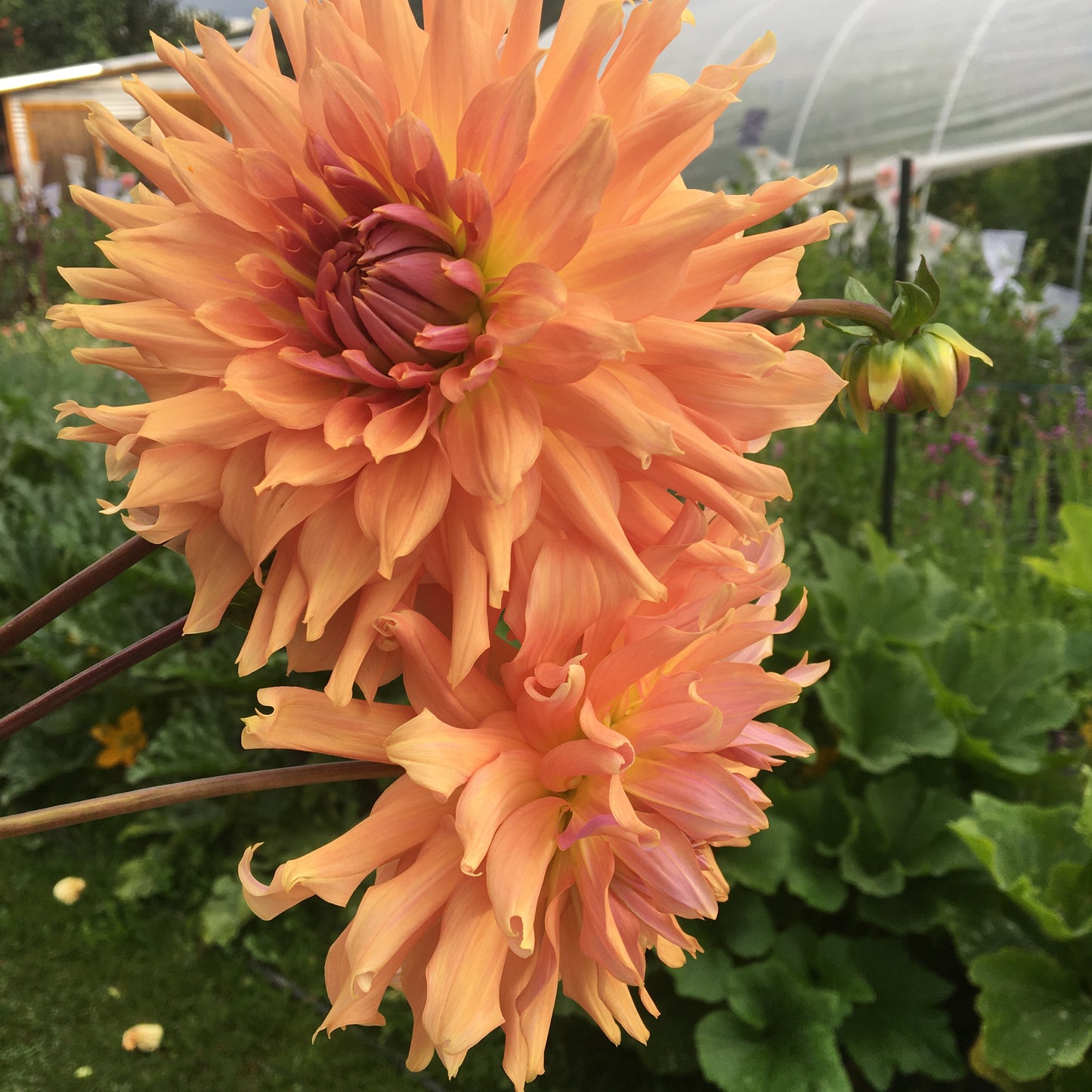 Dahlia Terracotta