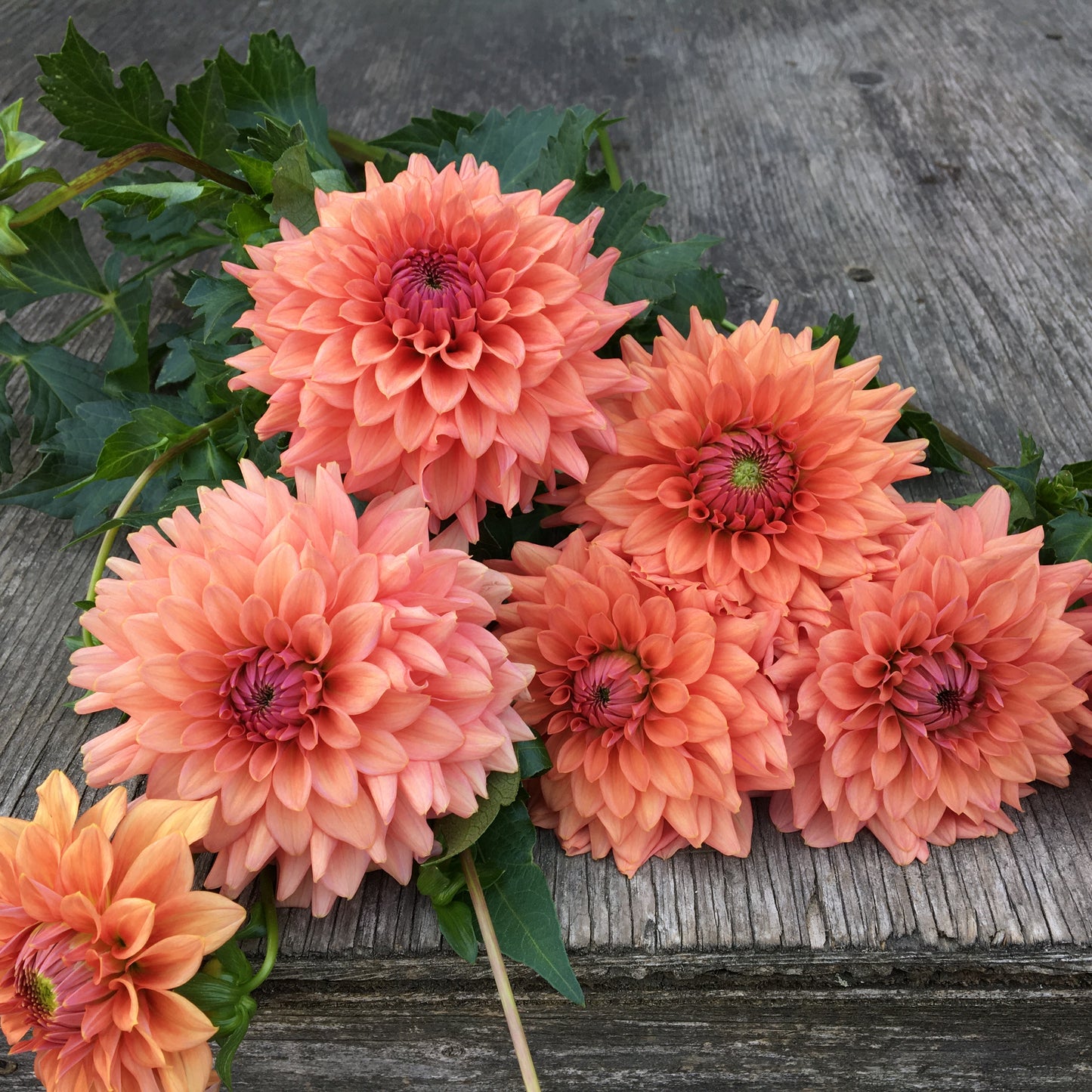 Dahlia Terracotta