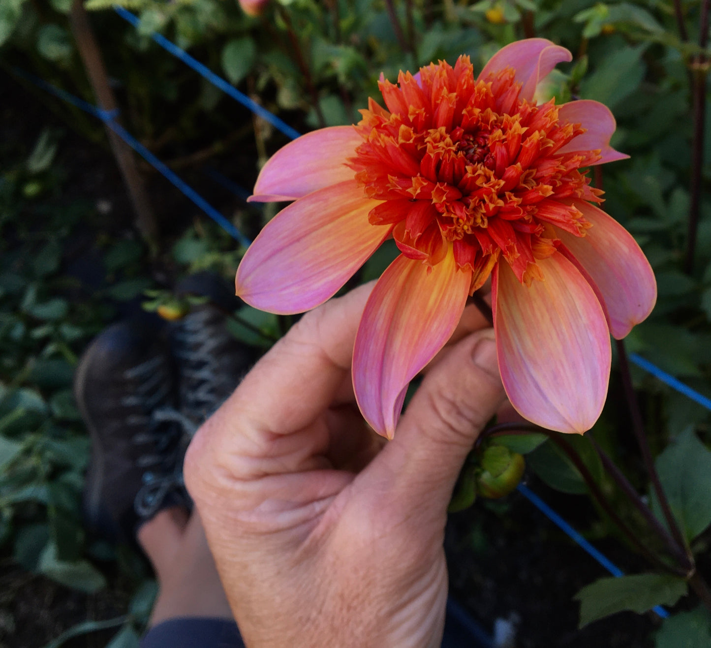 Dahlia Totally Tangerine