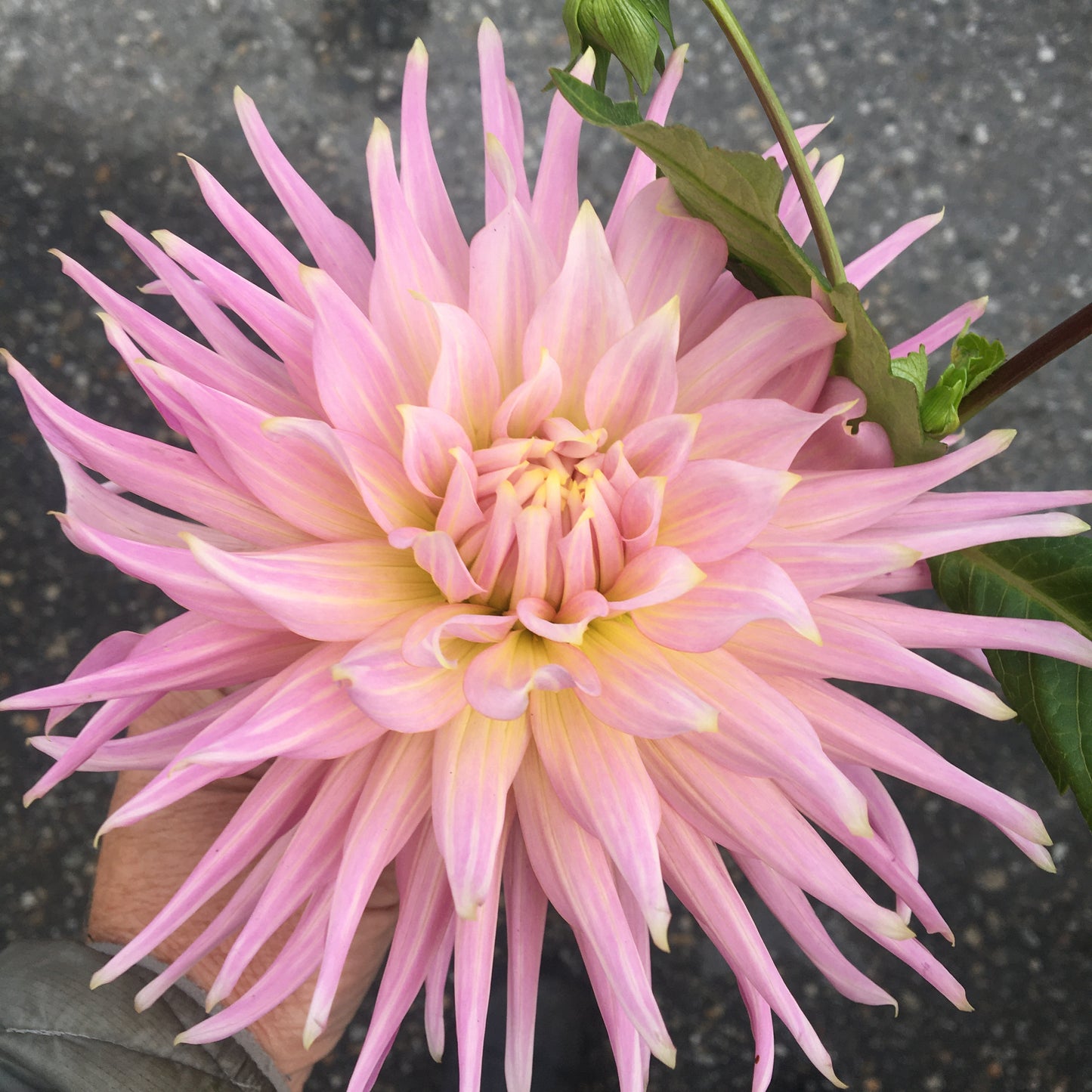 Dahlia Wyn's Mauve Mist
