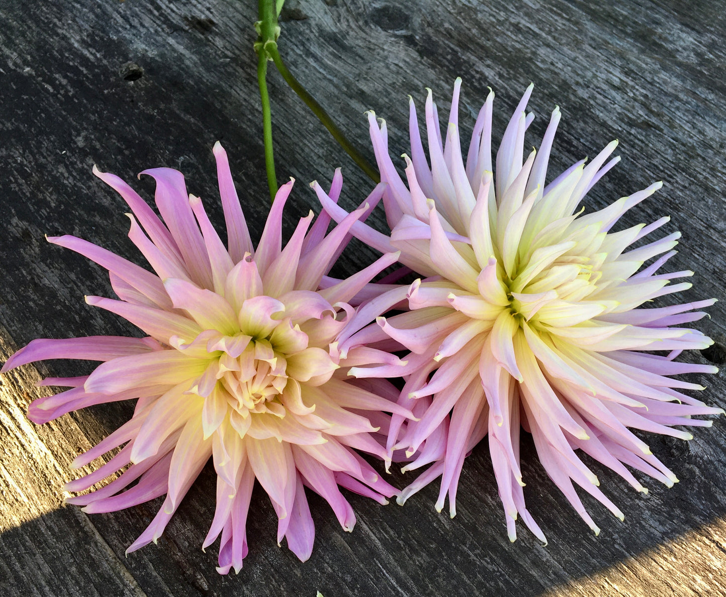 Dahlia Wyn's Mauve Mist
