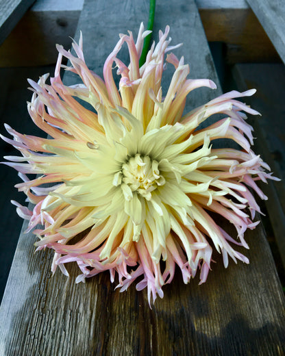 Dahlia Apricot Star
