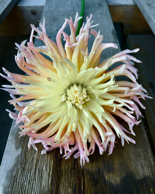Dahlia Abricot Etoile