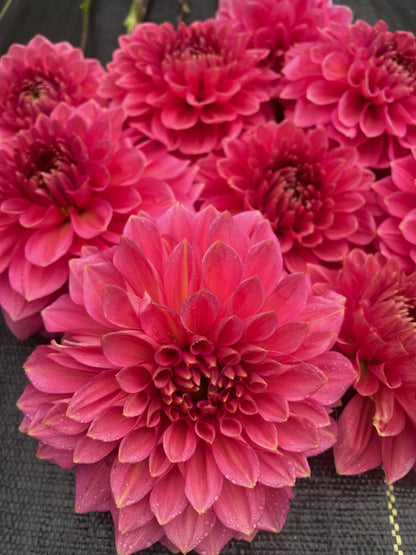 Dahlia Askwith Minnie