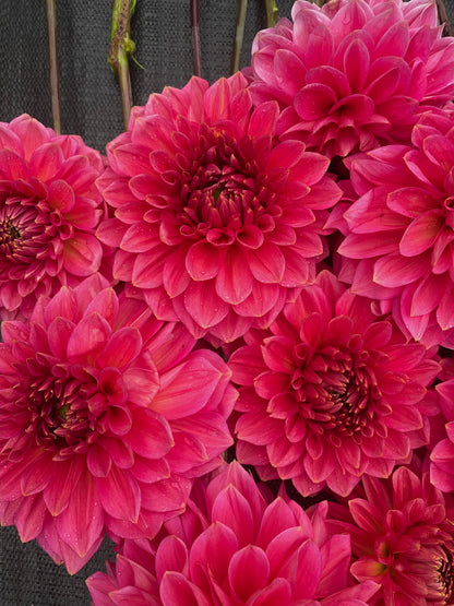 Dahlia Askwith Minnie