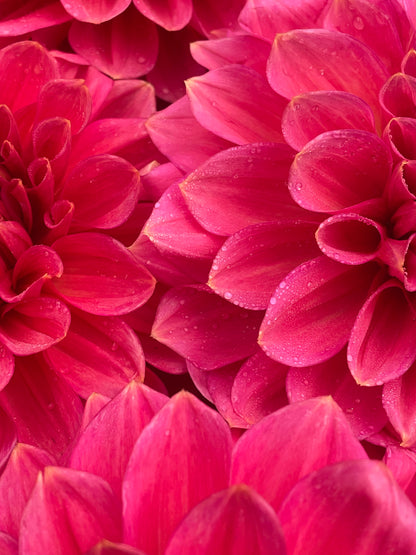 Dahlia Askwith Minnie