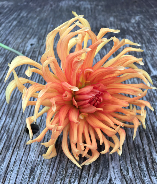 Tête de lit Dahlia