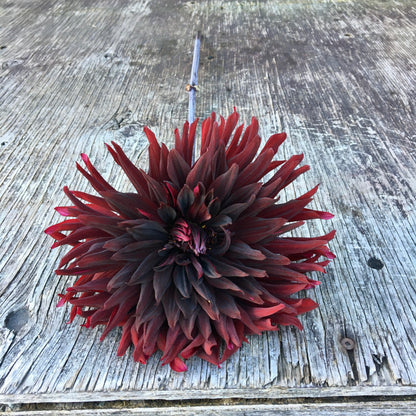 Dahlia Jack Noir