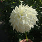 Dahlia Blizzard