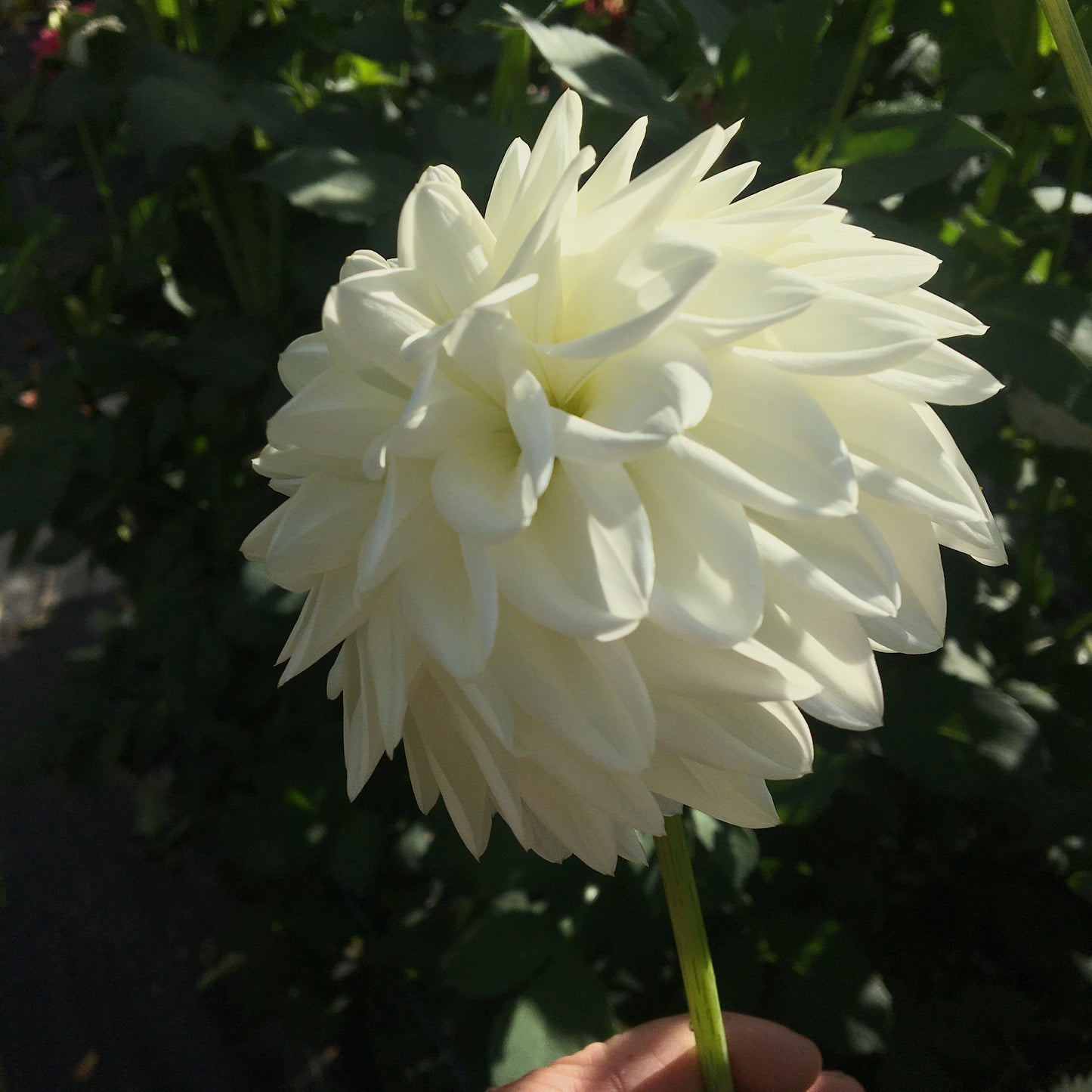 Dahlia Blizzard