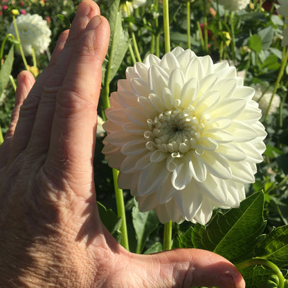 Dahlia Blizzard