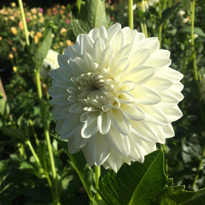 Dahlia Blizzard