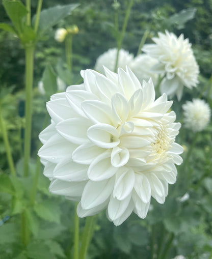 Dahlia Blizzard
