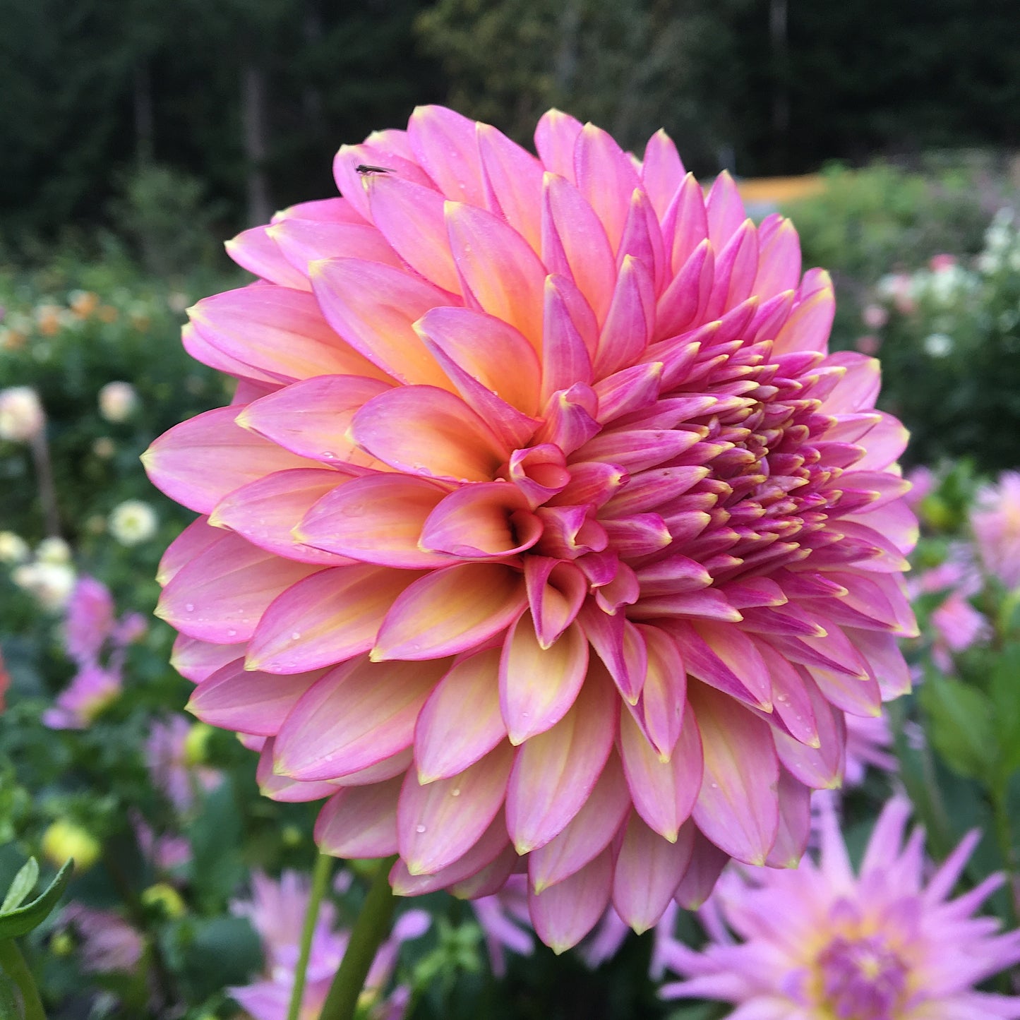 Dahlia Bloomquist Mojo
