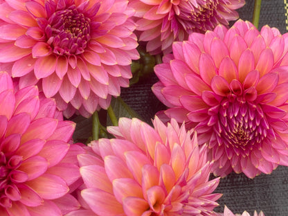 Dahlia Bloomquist Mojo