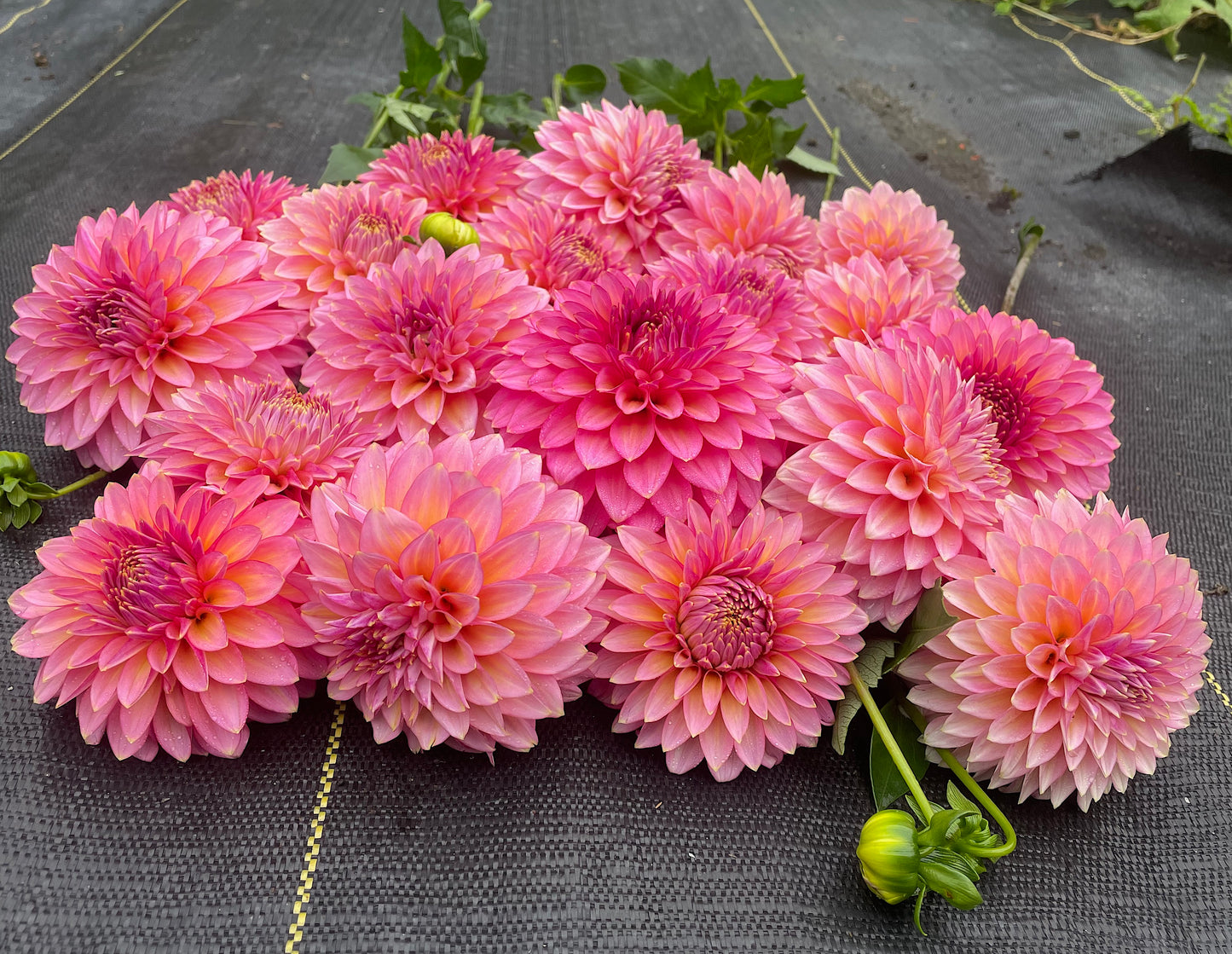 Dahlia Bloomquist Mojo