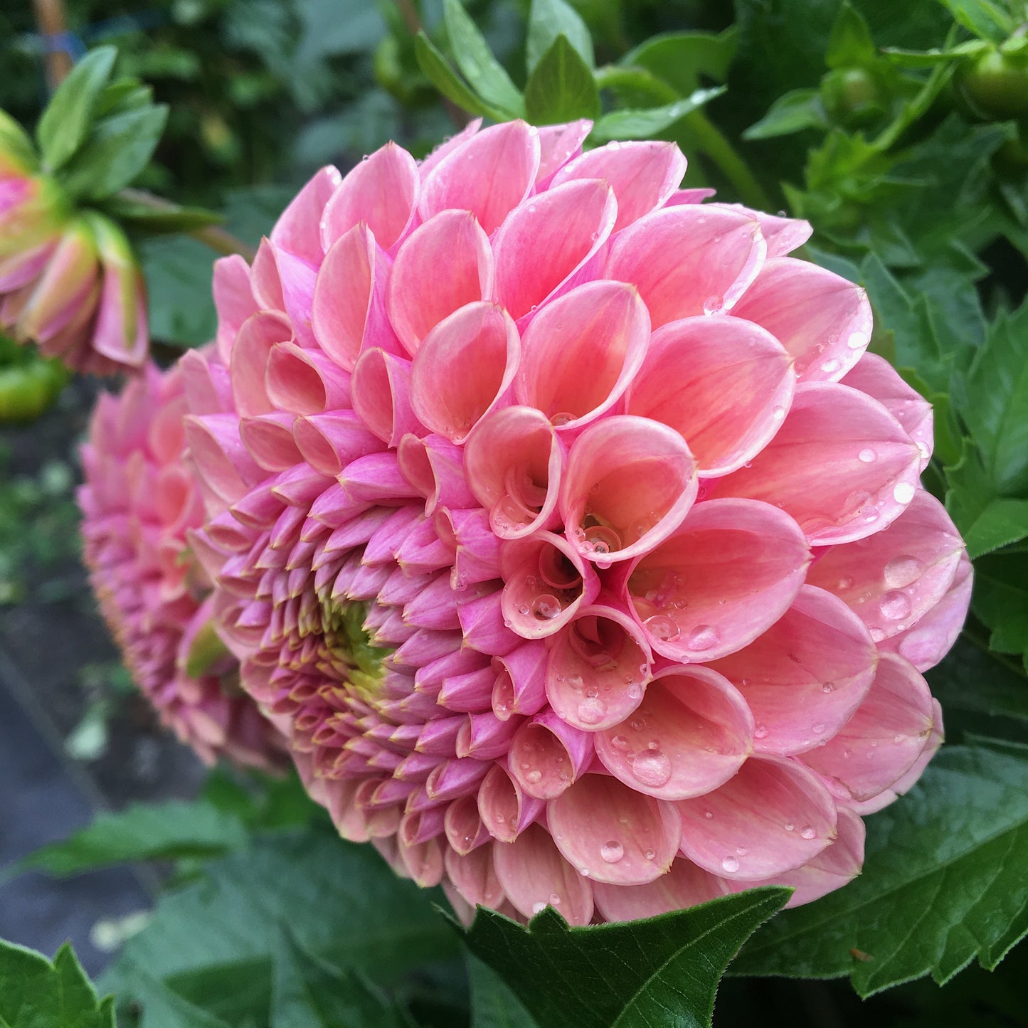 Dahlia Bracken Rose (US)