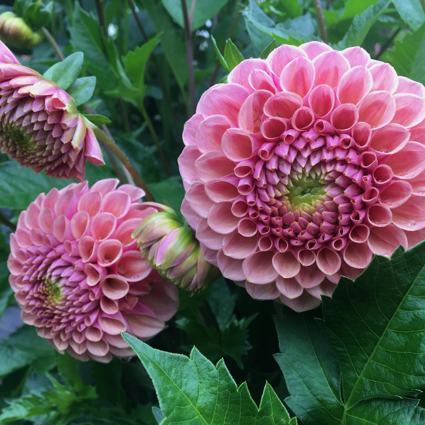 Dahlia Bracken Rose (US)